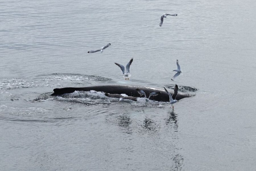 Reykjavik: Best Value Whale Watching Boat Tour - The 2.5-hour search through Faxaflói Bay