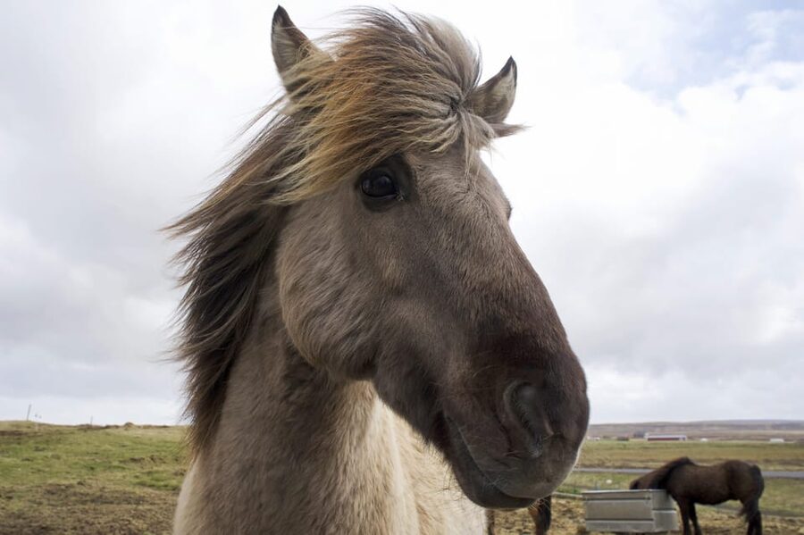 Reykjavik Combo: Horse Riding & Snorkeling in Silfra Fissure - Morning pickup and the trip to Thingvellir