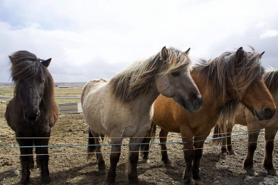 Reykjavik Combo: Horse Riding & Snorkeling in Silfra Fissure - Underwater photos and the value of a free record