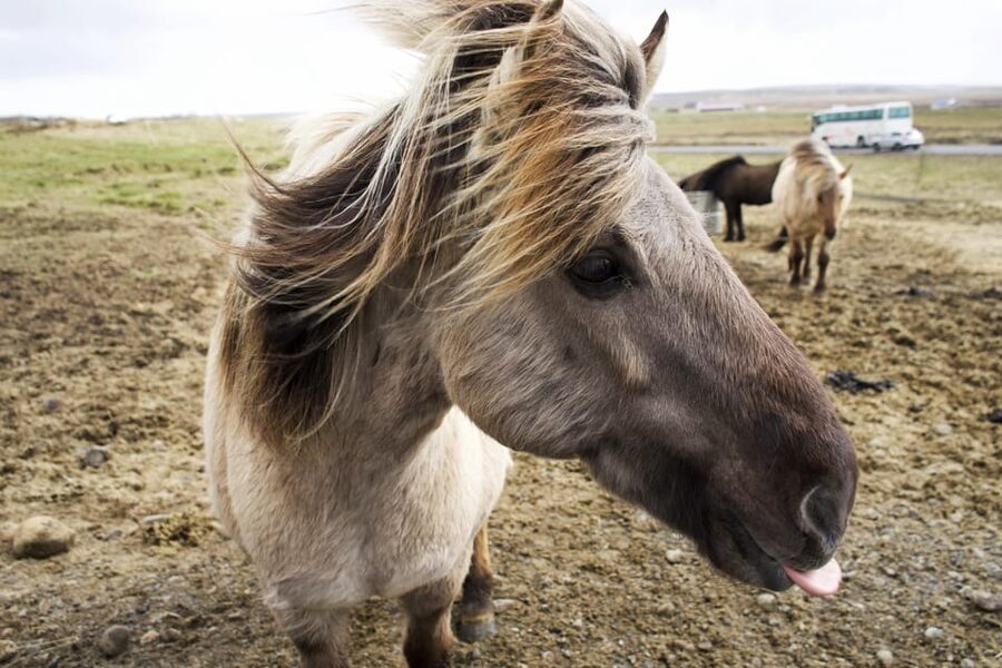 Reykjavik Combo: Horse Riding & Snorkeling in Silfra Fissure - Timing, transport, and the long-day tradeoff