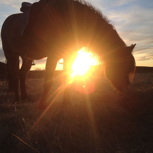 Reykjavik: Evening Sleipnir Horse Riding Tour with Pickup - Why the small group changes the experience