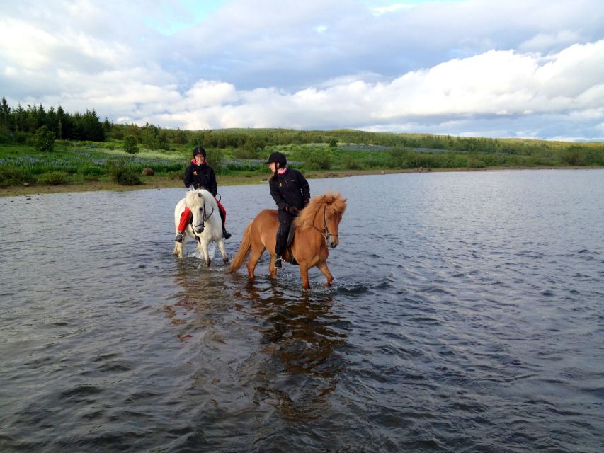 Reykjavik: Evening Sleipnir Horse Riding Tour with Pickup - What makes the Icelandic horses special here?