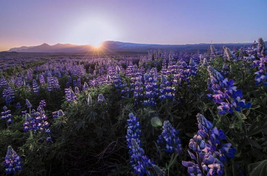 Reykjavik: Golden Circle, Tomato Farm and Kerið Crater Tour - Guides, vehicles, and the pace of the day