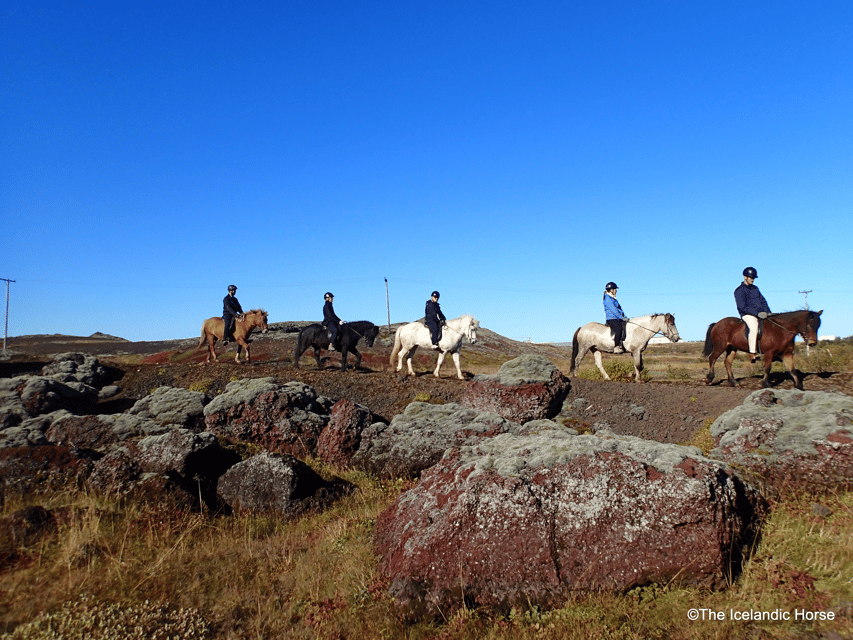Reykjavík: Horse Riding Tours - Key points to know before booking
