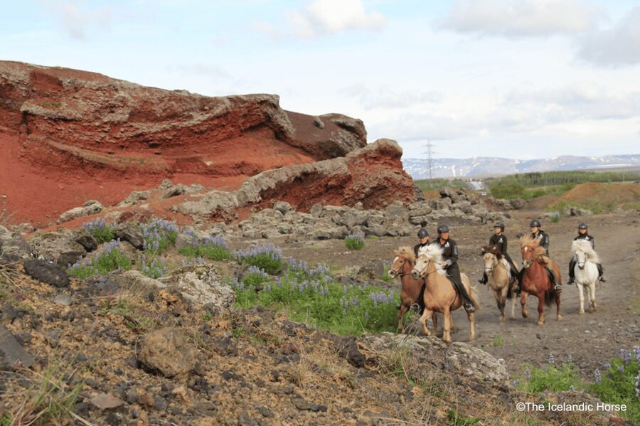 Reykjavík: Horse Riding Tours - A close-to-Reykjavík ride with real Icelandic character