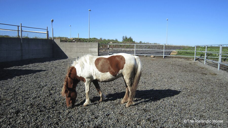 Reykjavík: Horse Riding Tours - Feeling the tölt, Iceland’s special gait