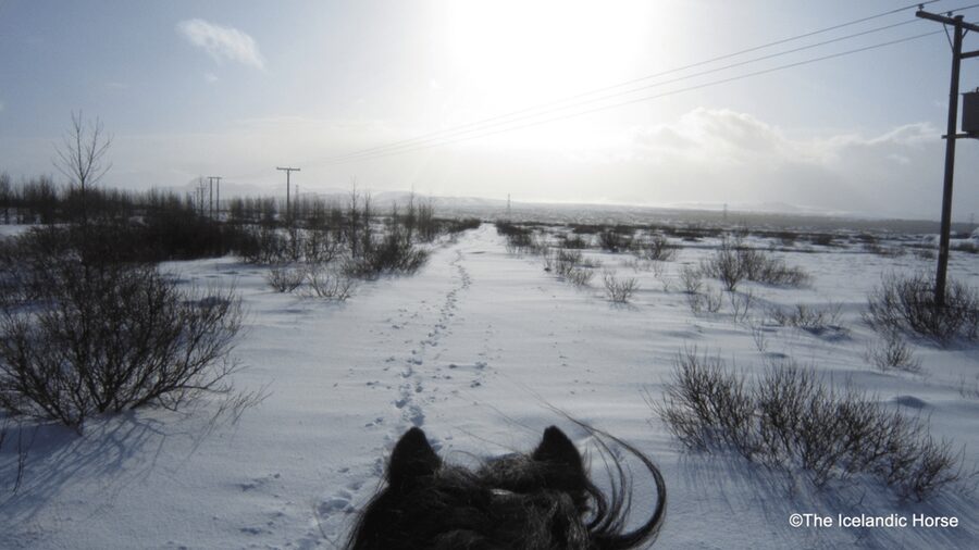Reykjavík: Horse Riding Tours - Is $200 a fair price for two hours?
