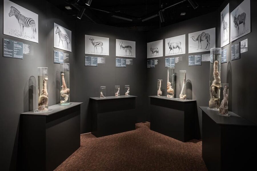 Reykjavik: Icelandic Phallological Museum Entry Ticket - Key points to know before you go