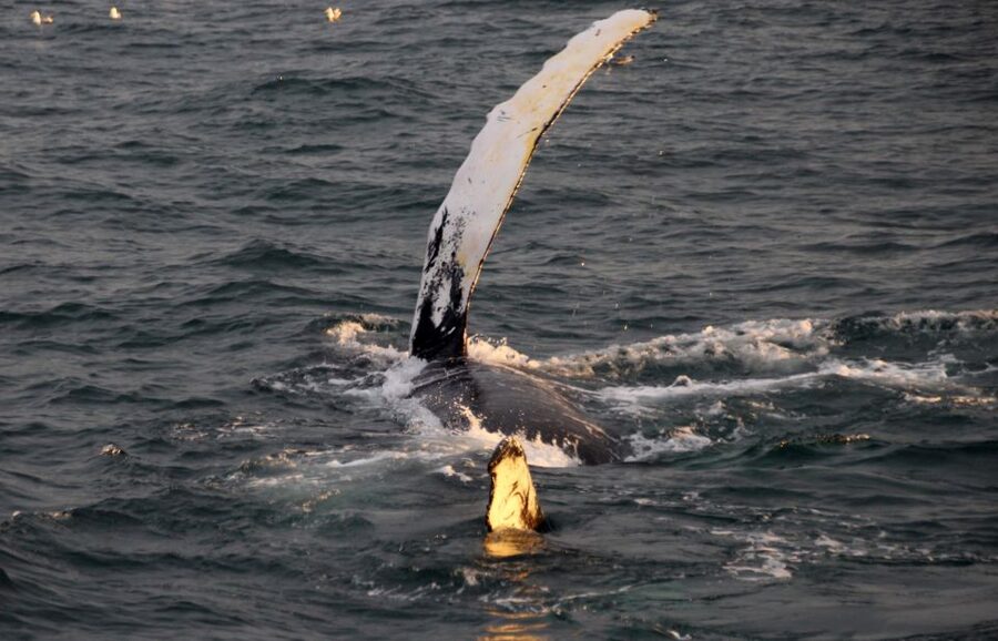 Reykjavík: Midnight Sun Whale Watching Cruise - Key points to know before you book