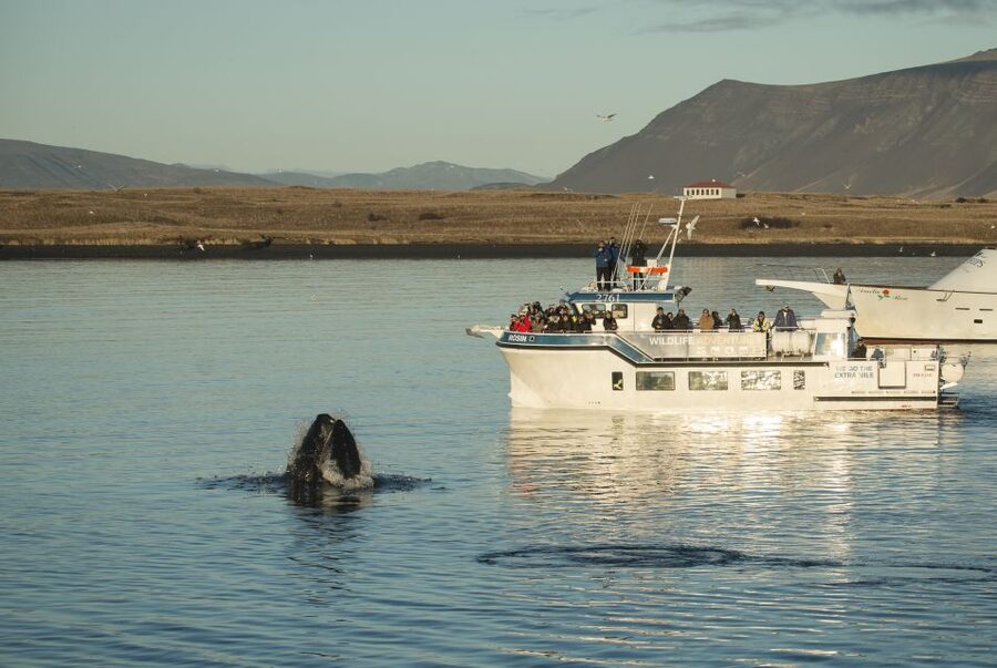 Reykjavík: Midnight Sun Whale Watching Cruise - Setting out from Reykjavík’s Old Harbor at 9 PM