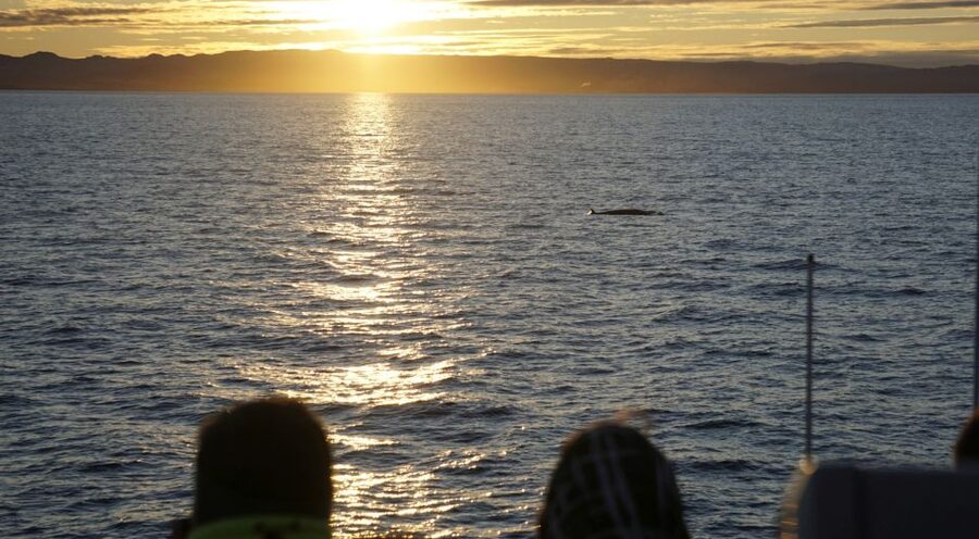 Reykjavík: Midnight Sun Whale Watching Cruise - My practical booking advice