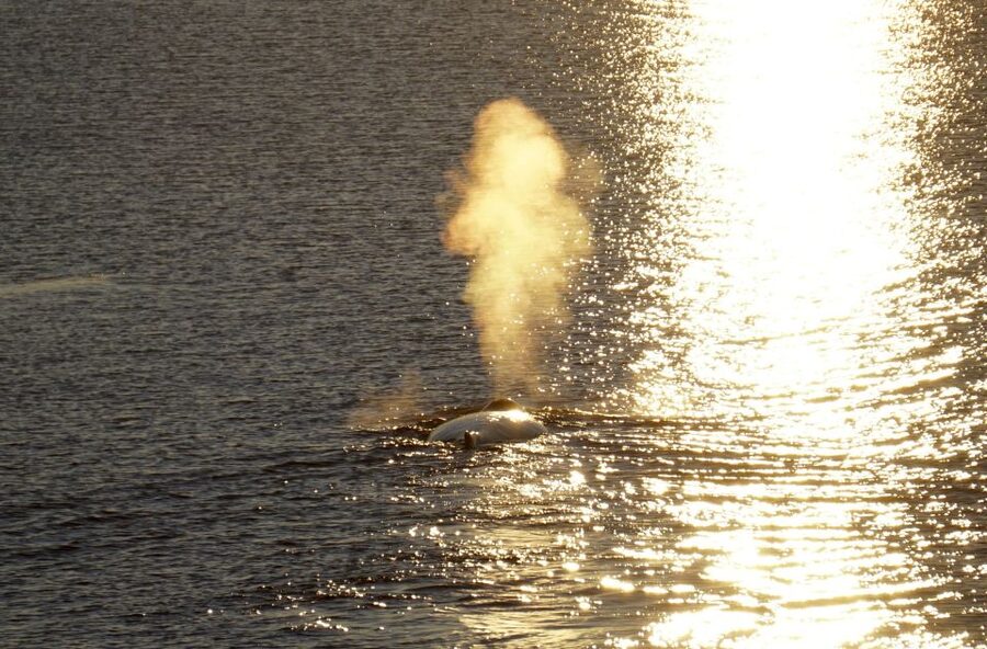 Reykjavík: Midnight Sun Whale Watching Cruise - Should you book the midnight sun whale cruise?
