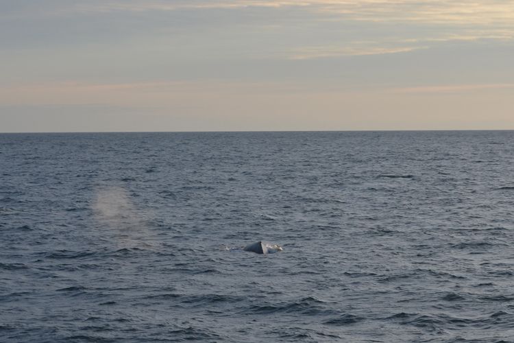 Reykjavik: Midnight Sun Whale Watching Tour - Why the midnight sun departure is worth considering