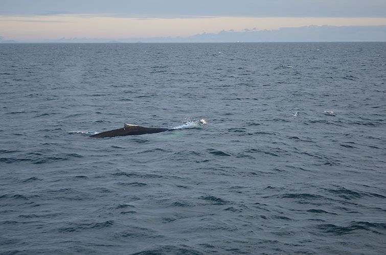 Reykjavik: Midnight Sun Whale Watching Tour - A steady, responsible way to watch wildlife