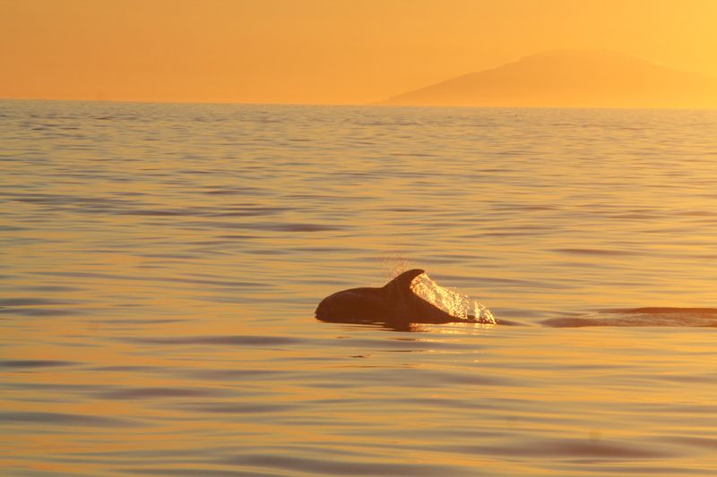 Reykjavik: Midnight Sun Whale Watching Tour - How the whale guarantee affects the value