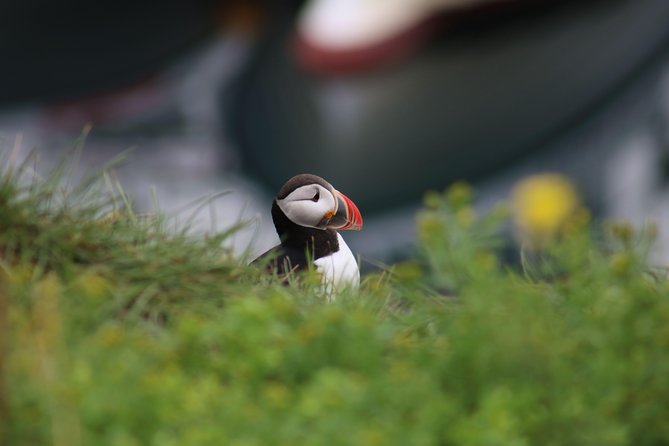 Reykjavik Premium Puffin tour | Close Up and Personal - A one-hour puffin run from Reykjavik harbor