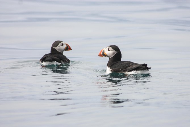 Reykjavik Premium Puffin tour | Close Up and Personal - Lundey and the puffins from the water
