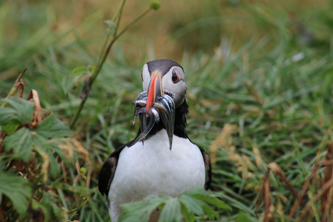 Reykjavik Premium Puffin tour | Close Up and Personal - Comfort, safety, and physical effort