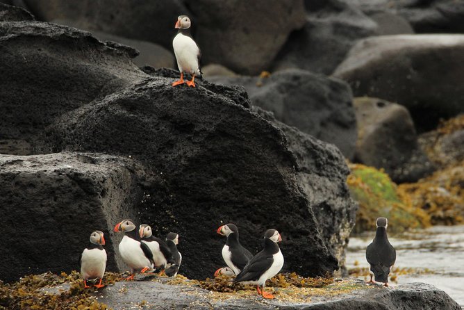 Reykjavik Premium Puffin tour | Close Up and Personal - Why your camera may struggle