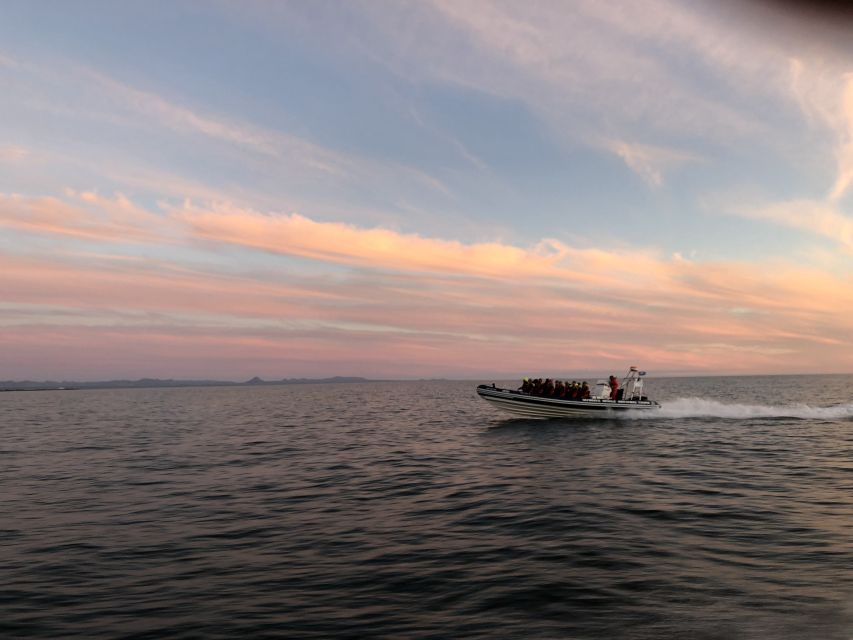 Reykjavik: Premium Whale and Puffin Watching Evening Tour - Key points to know before you book