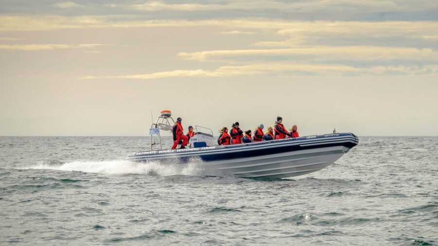 Reykjavik: Premium Whale and Puffin Watching Evening Tour - Leaving Reykjavík’s Old Harbour in a RIB