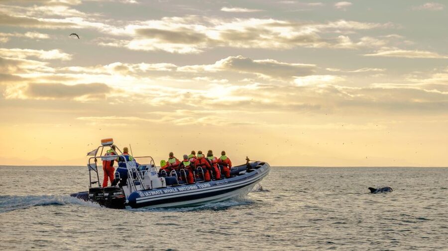 Reykjavik: Premium Whale and Puffin Watching Evening Tour - Searching for whales and dolphins offshore