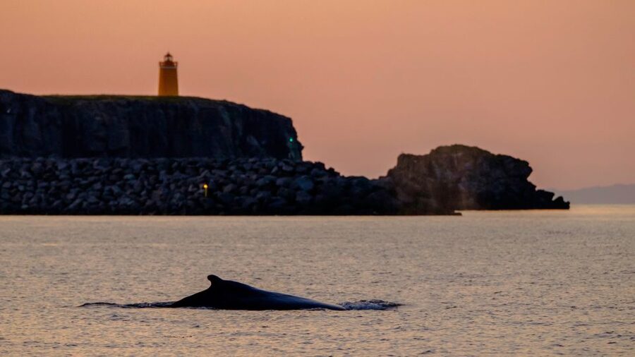 Reykjavik: Premium Whale and Puffin Watching Evening Tour - Why the midnight sun makes this tour useful
