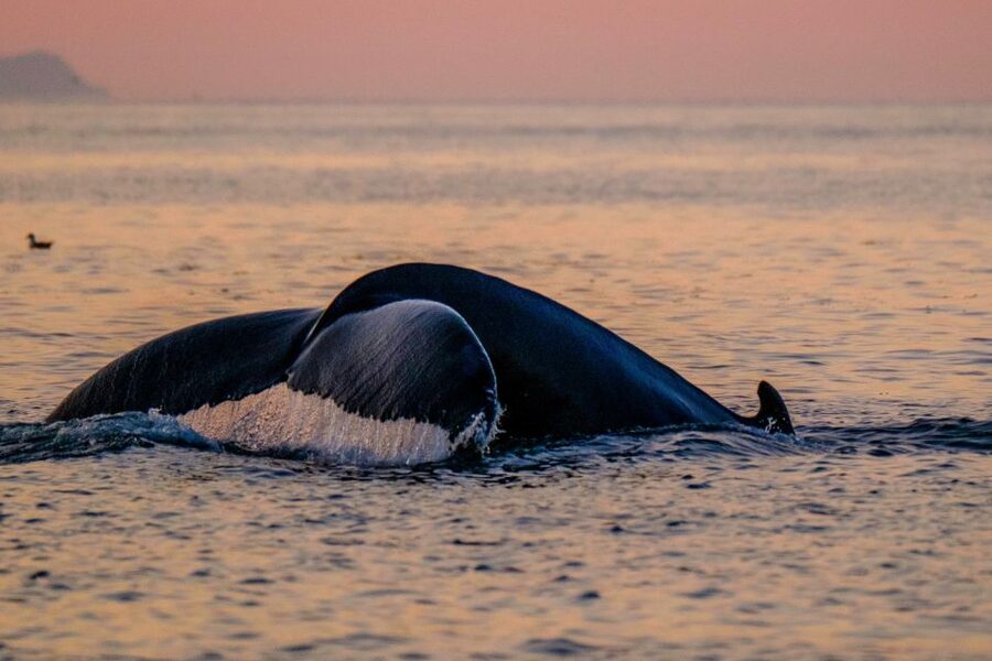 Reykjavik: Premium Whale and Puffin Watching Evening Tour - What the $200 price gets you