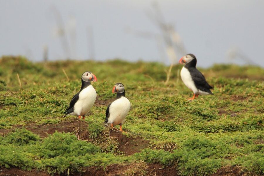 Reykjavik: Premium Whale and Puffin Watching Evening Tour - Who should choose the RIB, and who should skip it