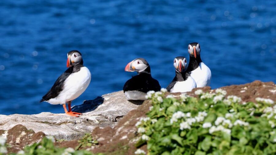 Reykjavik: Premium Whale Watching with Flexible Ticket - Key points to know before you book