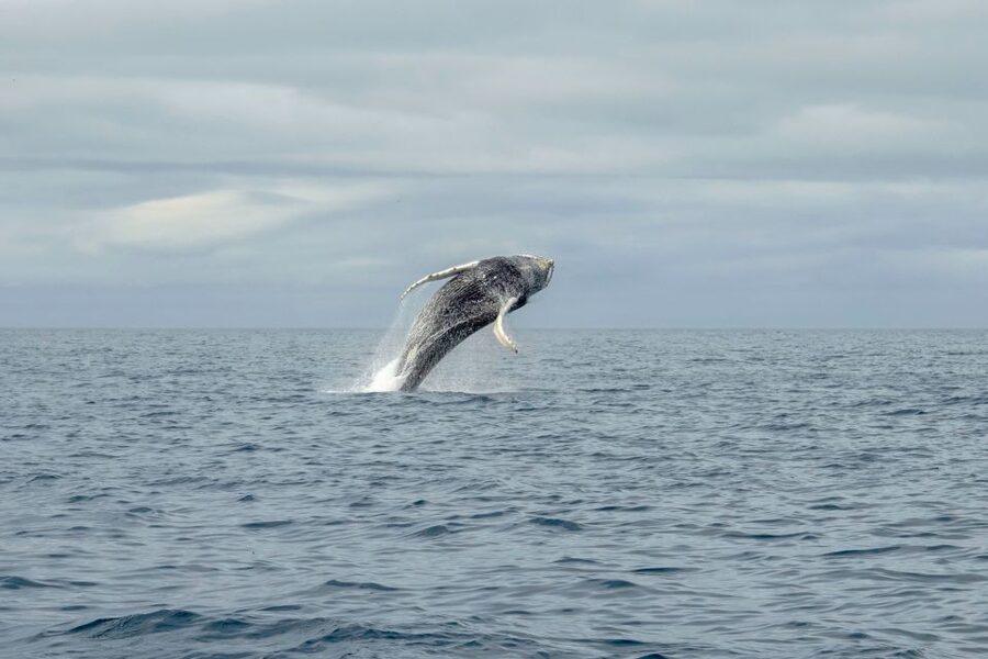 Reykjavik: Premium Whale Watching with Flexible Ticket - Practical advice for a better outing