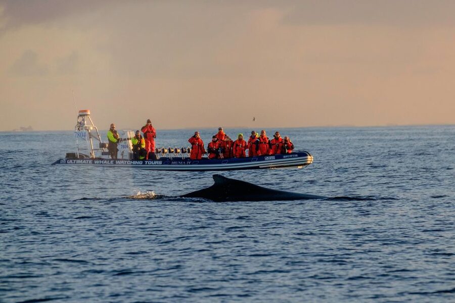 Reykjavik: Premium Whale Watching with Flexible Ticket - Suspension seats and the real comfort level