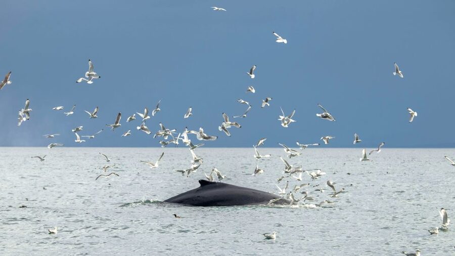 Reykjavik: Premium Whale Watching with Flexible Ticket - What the $202 price means for value