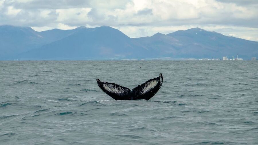Reykjavik: Premium Whale Watching with Flexible Ticket - Who will enjoy this boat trip most