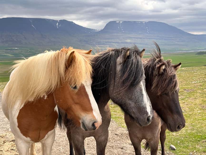 Reykjavik: PRIVATE Golden Circle tour with 5 TOP stops - What the private format is really worth