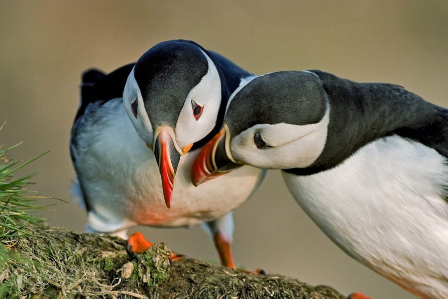 Reykjavik: Puffin Watching Boat Tour - More than puffins: fulmars, terns, and guillemots