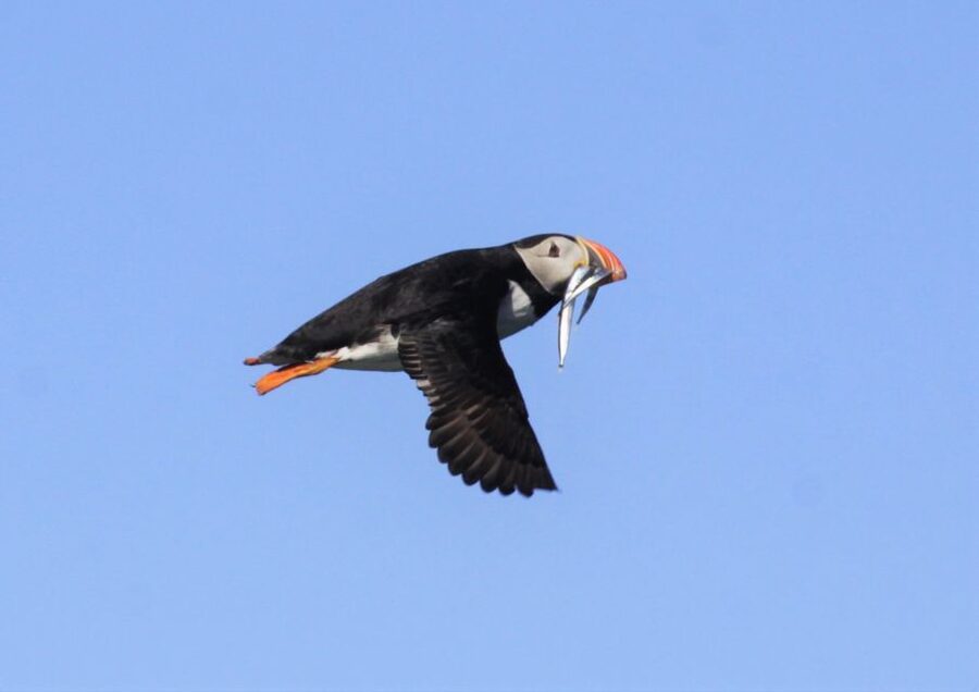 Reykjavik: Puffin Watching Tour - Should you book the Whale Safari puffin tour?
