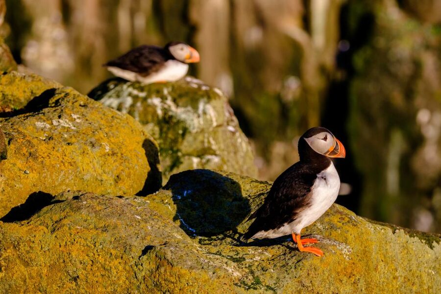 Reykjavik: Puffin Watching Tour - Birdwatching from a small fishing boat