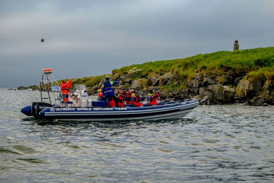 Reykjavik: Puffin Watching Tour - Is $101 a fair price?