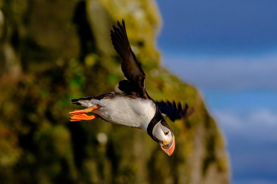Reykjavik: Puffin Watching Tour - Who will enjoy this Reykjavik boat trip