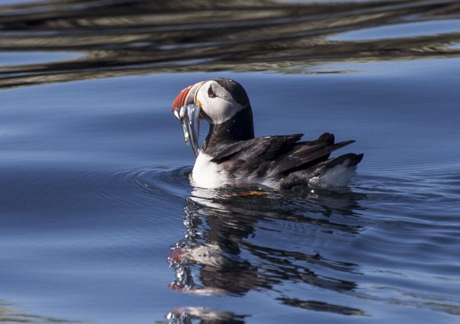 Reykjavik: Puffin Watching Tour by RIB Speedboat - Lundey and Akurey, small islands with big bird activity