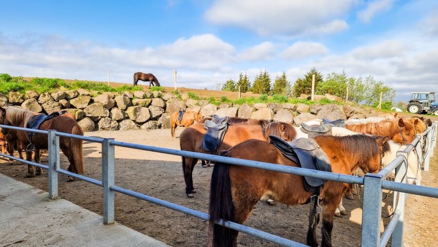 Reykjavik: Red Lava Horse Riding Tour - Who should book this ride