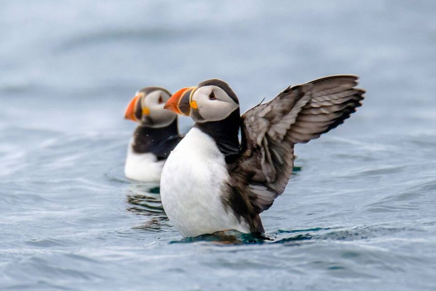 Reykjavík: RIB Speed-Boat Puffin Watching Tour - What the RIB ride feels like