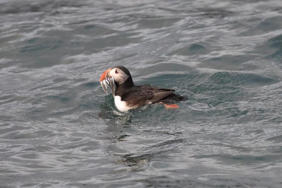 Reykjavík: RIB Speed-Boat Puffin Watching Tour - Reykjavík from the water, including Harpa