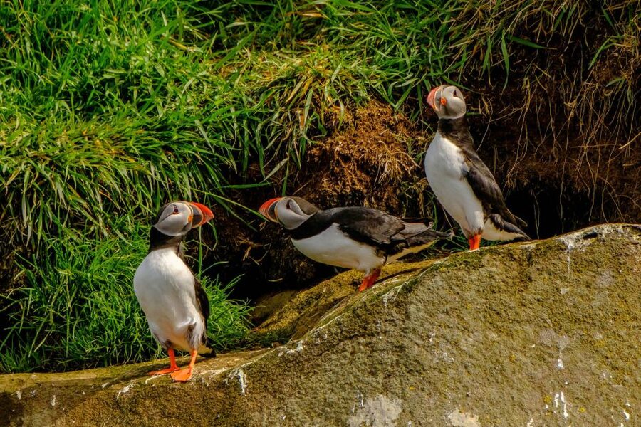 Reykjavík: RIB Speed-Boat Puffin Watching Tour - Clothing, seating, and comfort