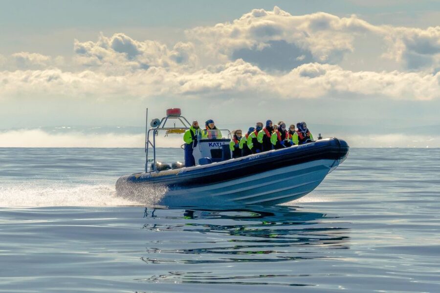 Reykjavík: RIB Speed-Boat Puffin Watching Tour - Is the $81 price fair?