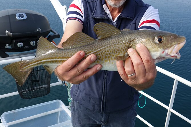 Reykjavik's Finest Catch: Guided Sea Angling Tour for All Levels - Leaving from Hlésgata 1