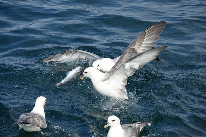 Reykjavik's Finest Catch: Guided Sea Angling Tour for All Levels - Cooking your catch on the way home
