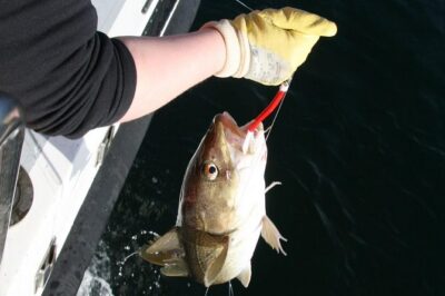 Reykjavik Sea Angling Gourmet