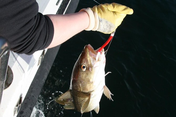 Reykjavik Sea Angling Gourmet - Finding fish in Faxaflói Bay